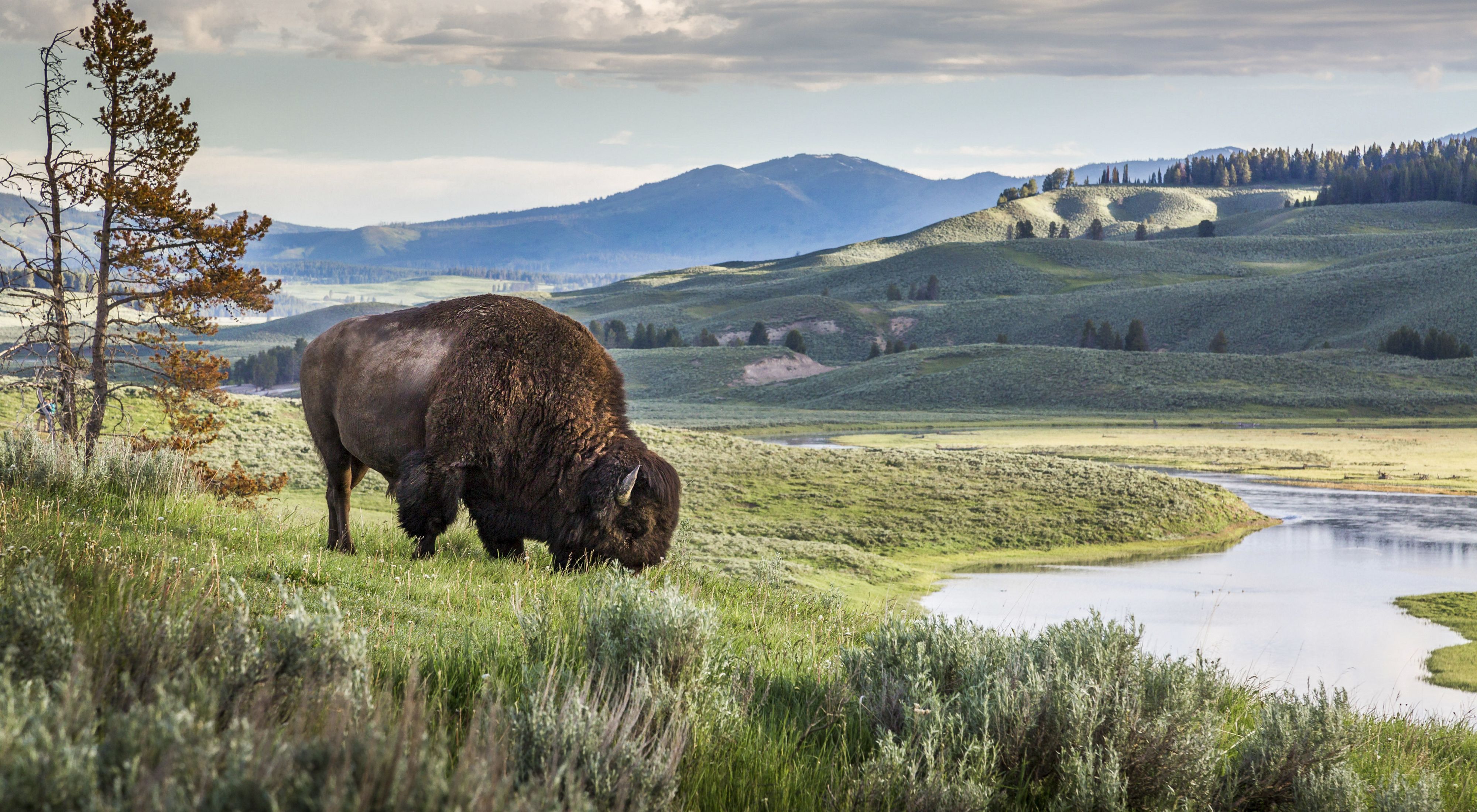 Yellowstone